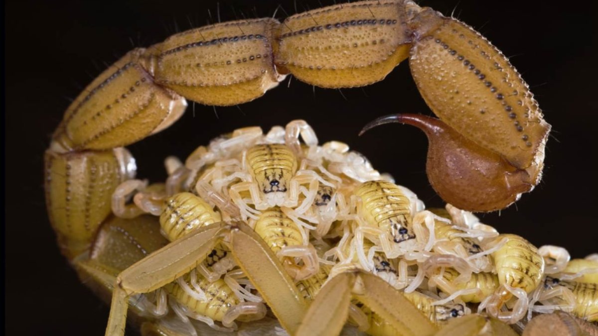 Alkanımızdan bir hoşçakal